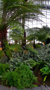 Plants and Trees in Sky Garden London