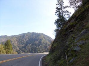 Tree lined road trip, northern California.